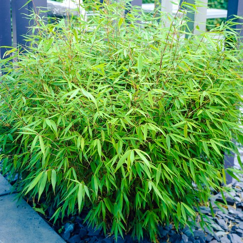 Fargesia rufa bamboo 50cm - fargesia,