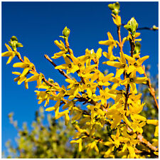 50 x Forsythia intermedia