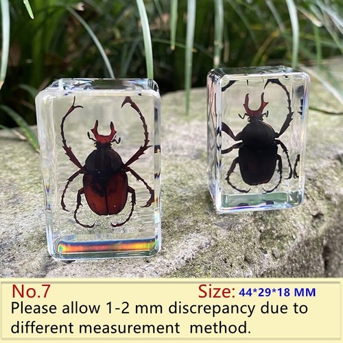 Insect resin specimen - insect,