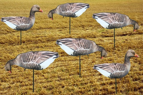 Greylag geese photo real - geese,