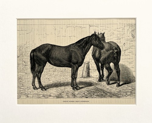 French ardennes horse animal - horse,