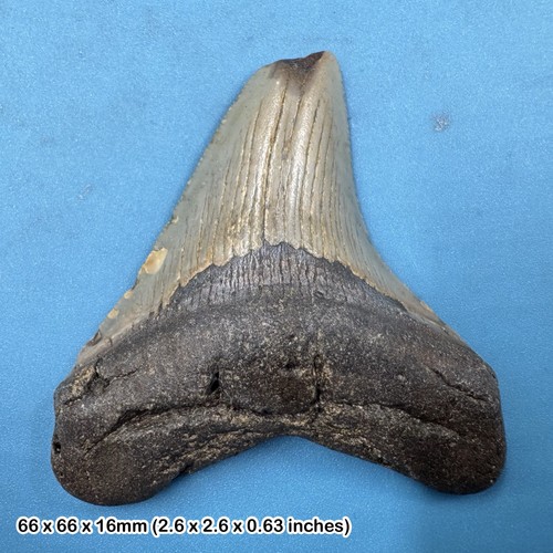 Authentic carcharodon - authentic,