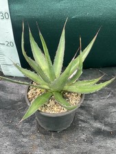 Agave x Loferox Stairway to