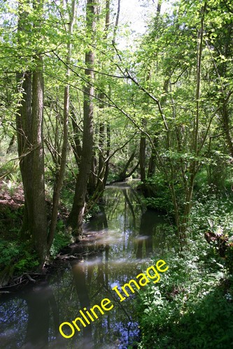 Photo 12x8 stream cow - stream,