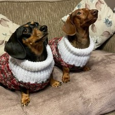 Miniature Dachshund Jumper -