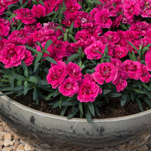 Dianthus oscar neon pink - x, 'neon