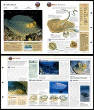 Stingray #19 Fish - Wildlife Explorer Fold-Out Card