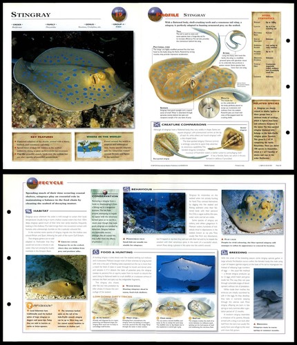 Stingray fish wildlife - -,
