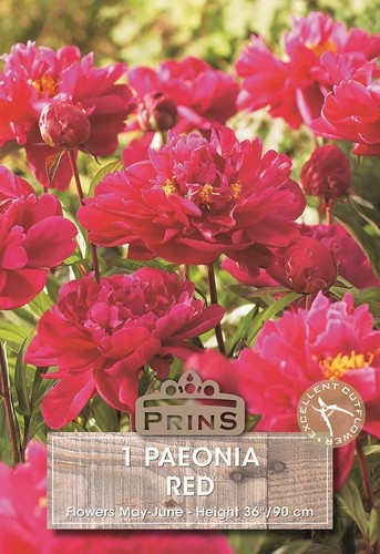 Peony red paeonia - peony,