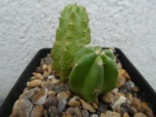 ECHINOCEREUS SCHEERII, shown
