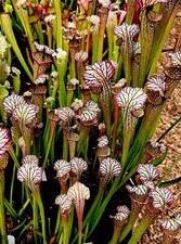 Sarracenia x Moorei Lynda Butt (carnivorous pitcher plant)