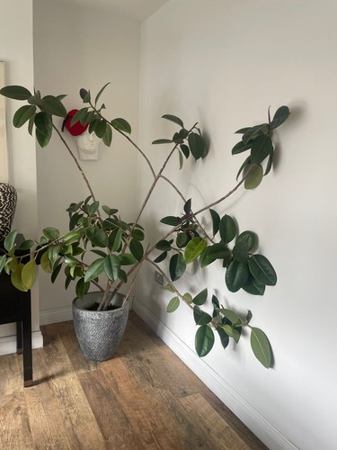 Large indoor rubber plant - large,