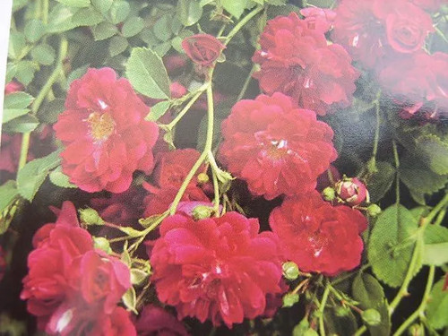 Super excelsa pink rambling - excelsa',