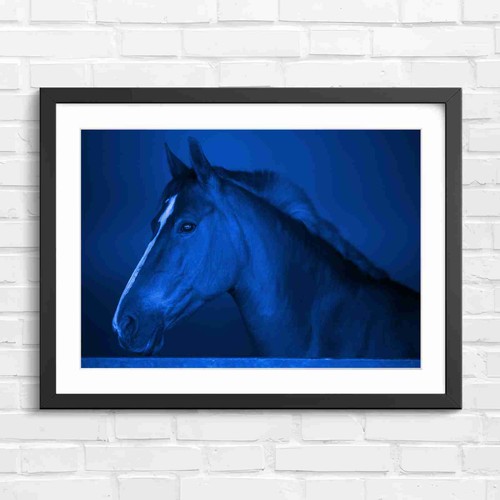 Brown horse portrait with - brown,