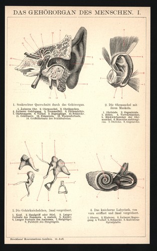 Print 1896 ear middle - 1896,