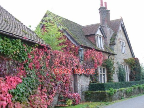 Photo virginia creeper at - ,