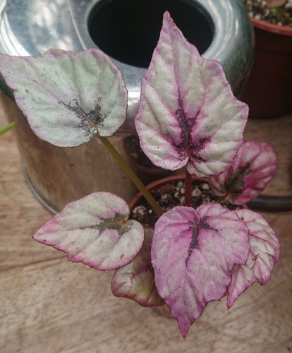 Begonia inca flame colourful - flame,