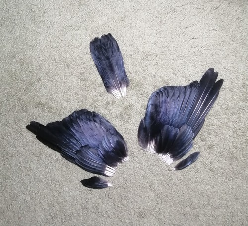 Set carrion crow - set,