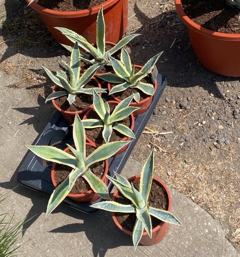 Agave americana var cactus - agave,