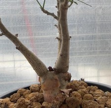 Rare live house plant - house,