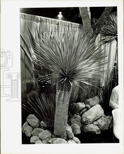 1984 press photo view yucca - 1984, of