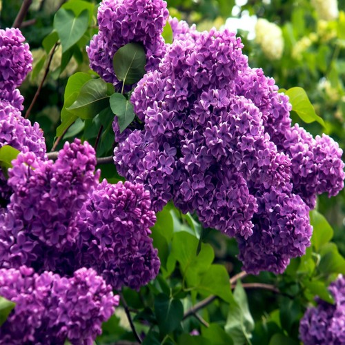 Common lilac purple flower - 20,