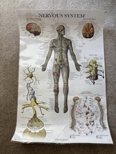 Anatomy Poster - Nervous