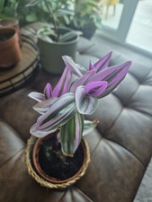 2 х Pink Tradescantia Nanouk