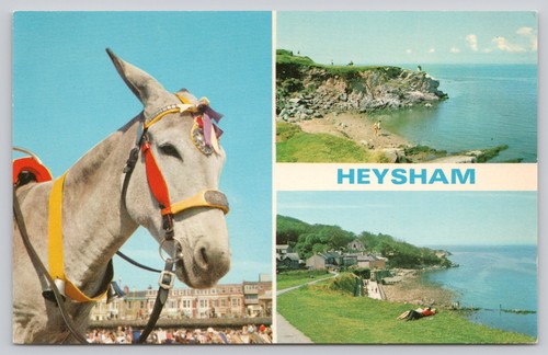 Heysham donkey ride lion - donkey,