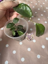 Hoya Bundle Pack Of 2 Hoya