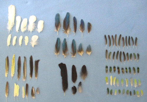 Mixed lot naturally molted - of,