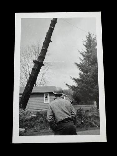 Vintage tree cutting - vintage,