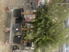 Aged multi stem olive tree Olive Tree 1.6-2 mtr tall. Standard bay leaf