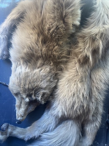 Antique victorian genuine fox - victorian,
