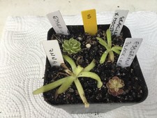 Pinguicula Collection. #5