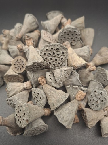 Mini lotus pods - pods., fish