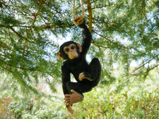 Climbing Chimp Monkey Tree Hanging Garden Ornament Statue Sculpture Decoration