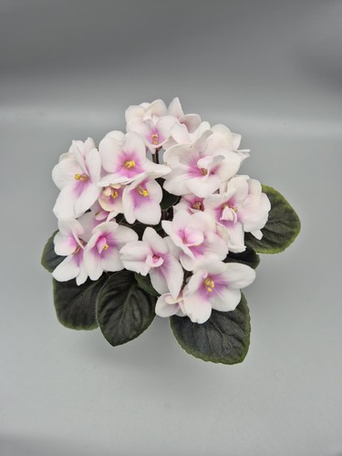 Miniature variety saintpaulia - miniature,