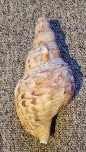 Large charonia tritonis - large, giant