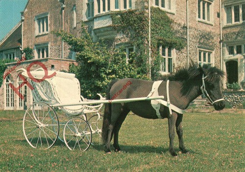 Postcard thetford falabella - postcard;,