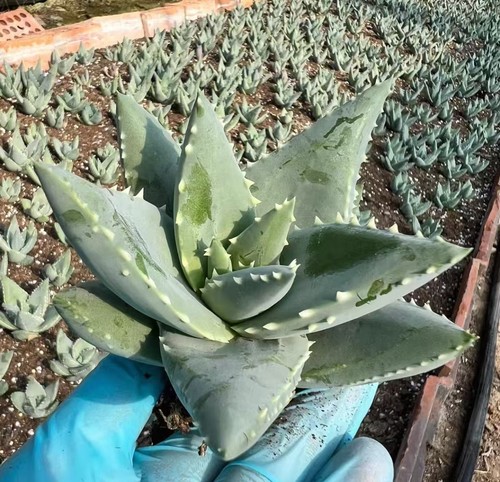 Sale 10pcs rare plant - 1/5/10pcs,
