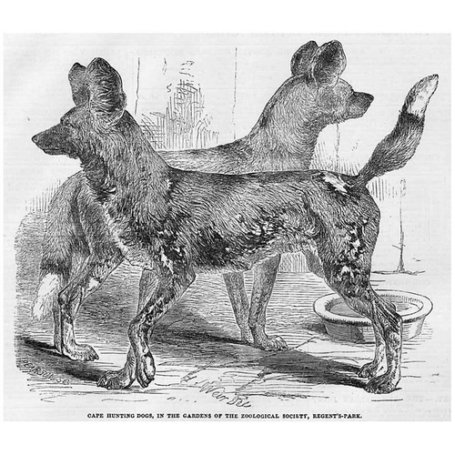 Cape hunting dogs regents - hunting,
