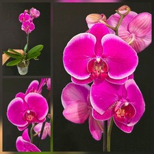 Phalaenopsis "Neon Halo". 1