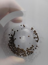 Indian Stick Insect Eggs 10+ Count