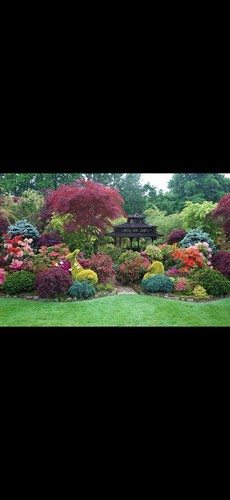 Mixed shrubs lucky - mixed,