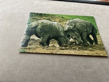 RHINO’S AT WINDSOR SAFARI