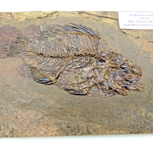 Eocene fossil fish - fossil,