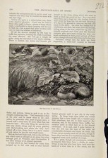 Original Old Antique Print