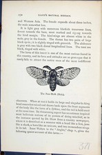 Old Puss-Moth Male Larva