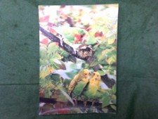 NATURE Birds Budgie Budgerigar